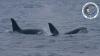 Rare killer whales spotted off coast of Ireland as extinction-threatened group spotted