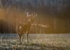 DNR invites Wisconsin residents to help survey deer, game birds