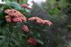 Garden to table: Why yarrow is an unsung hero in climate-stressed gardens