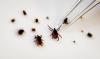 First Confirmed Case of Rare, Potentially Fatal Bourbon Virus Reported in New York State, Doctors Say