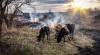 Dutch animal rescuers head to Spain’s Ávila to feed animals that survived the wildfires