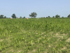 Senegalese Officers Tell Gambisara and Sabi Farmers to Leave Their Fields