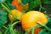 Larimer Conservation District Plans New Agricultural Support Program