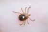 First Case of Bourbon Virus, Which Is Untreatable and Potentially Fatal, Confirmed in New York