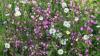 Gardeners' World presenter says plant this flower in August to combat 'colour gap'