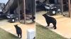 Curious black bear roaming Alabama neighborhoods goes viral after appearing like a homebuyer