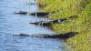Florida gators turn canals, ponds, and lakes into 'alligator turnpike'