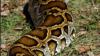 Southwest Florida ecological threats appear in government warning
