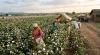 India's growing cotton import dependence calls for embracing technology and enabling policy reforms: Dr R.S. Paroda