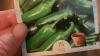 New Hampshire gardener's 'Peppergate' post draws reports of seed mix-ups across the US