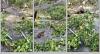 Monsoon rains cause major crop damage in Kandoodhoo