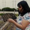 Growing food in cities: Lessons from Toronto urban farmers