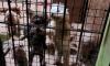 Energetic repudiation by protectionist organizations against the project to regulate dog and cat breeding in Argentina