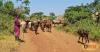 Climate change fuels farmer-herder conflict in northern Uganda