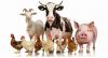 A ₦30 Trillion Giant Awakens: Unlocking Nigeria’s Livestock Potential