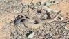 South Africa video shows 2 puff adders wrestling as mating season heats up