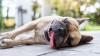 Government issues statement after thousands sign petition to change laws for dog owners