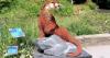 New Lego-themed event brings nature to life at RHS Garden Rosemoor