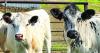 More than a herd: British White cattle bring family together at Rice Creek Acres