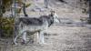 Influencer Offers $10,000 Bounty to Identify Hunters Who Tag Wolves That Leave Yellowstone National Park