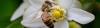 Duval County Locations for the Great Southeast Pollinator Census