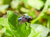 Research on foul odors and open wounds targets flesh-eating screwworm
