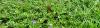 Be Careful Using Lawn Weed Killers in Hot Weather