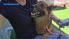 Oklahoma animal welfare group highlights dog's reunion with owners as reason to microchip pets