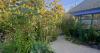 In the Garden: Sunflower forest, towering lilies teach a lesson in insignificance