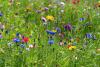 Why garden experts say to skip wildflower seed mixes — and what to plant instead