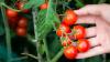 Help Tomato Plants Beat The Heat With What's In Your Recycling Bin