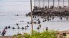 How the Spain-Morocco Ceuta border crisis has led to tension among EU nations; 67 migrants dead so far