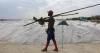 Senegal's 'Pink Lake' recovers its rosy hue, reviving salt trade