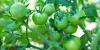 Gardening Experts Say This Is Why Your Tomatoes Aren’t Ripening