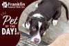 Franklin Animal Clinic Adoptable Pet of the Day: Paulie