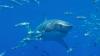 Healthy shark populations signal a healthy ocean ecosystem 