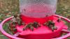Add More Of One Ingredient To Your Classic Hummingbird Nectar To Help Keep Bees Away