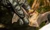 Rabid bat found in New Jersey attic leaves 3 cats exposed to rabies