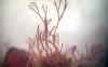 Public asked to name pink seaweed… 40 years after it was discovered