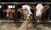 The growth in agricultural production during the first half of 2026 was driven by enterprises