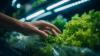 Polls Taken as Cyclospora Cases Passed 20,000 Show U.S. Food Safety Confidence at Record Lows. European, British and Canadian Measures Are Flat or Rising.