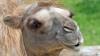 Suren, a beloved Detroit Zoo camel, dies at 18