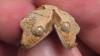 Two-Headed Gecko Named Simon and Garfunkel Thrives Against All Odds in Pennsylvania