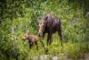 Traveler's Glacier National Park Trip Turns Terrifying After a Moose and Her Calves Get Far Too Close For Comfort