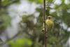 House committee approves funding for invasive species strike teams