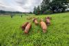 Drove of 15 pigs escapes farm and wreak havoc on NJ highway