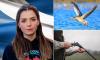 Animal cruelty storm as quango slaughters 1,200 greylag geese in a single morning...