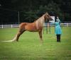 Baileyton hosts Alabama State Horse Show