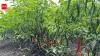 Mandya ZP CEO urges farmers to shift to climate-resilient farming