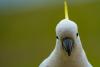 Cockatoo With Hilarious List of 'Hates' Has the Internet Cracking Up